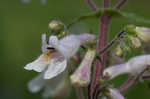 Eastern gray beardstongue